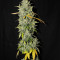 Diesel Auto (G13 Labs) Cannabis-Samen