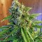 Ese T. Bilbo Auto (Genehtik Seeds) Cannabis-Samen
