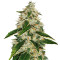 Kosher Kush (Reserva Privada) Cannabis-Samen