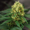 LA Confidential (DNA Genetics) Cannabis-Samen