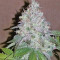Neville's Haze Regular (Mr. Nice Seedbank) Cannabis-Samen