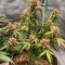 Blue Amnesia Auto cannabis strain