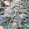 Panama regular (Ace Seeds) Cannabis-Samen
