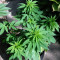Purple Punch (Big Head Seeds) Cannabis-Samen