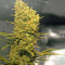 Silver Bubble (Reserva Privada) Cannabis-Samen