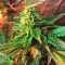 Wedding Cake (Big Head Seeds) Cannabis-Samen