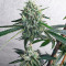 Alpha 21 feminisierte Samen (AlphaFem Seeds)