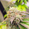 Blackwater feminisierte Samen (Original Sensible Seeds)