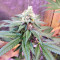 Cindy 99 (BlimBurn Seeds)