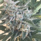King’s Kush Auto CBD (GHS) Cannabis-Samen
