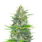 Lemon Haze Auto (Expert Seeds) Cannabis-Samen