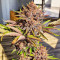 Red Hot Cookies feminisiertes Saatgut (Sweet Seeds)