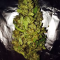 Pineapple Chunk Cannabis-Samen Kaufen