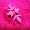 Glookies (Barney's Farm) Cannabis-Samen zu verkaufen