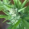 West Coast O.G. Auto (Fast Buds) Cannabis-Samen zu verkaufen