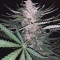 Amnesia #7 (Exotic Seeds) Cannabis-Samen zu verkaufen