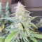 Original Auto Northern Lights (Fast Buds) Cannabis-Samen zu verkaufen