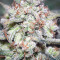 Original Auto Northern Lights (Fast Buds) Cannabis-Samen zu verkaufen