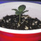Gelato (BlimBurn Seeds) Cannabis-Samen zu verkaufen