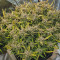 Kosher Cake Auto (Fast Buds) Cannabis-Samen zu verkaufen