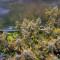 Blueberry OG Cannabis-Samen Kaufen