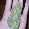 Bruce Banner #3 Cannabis-Samen Kaufen