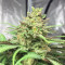 Royal Medic CBD (RQS) Cannabis-Samen zu verkaufen