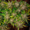 Strawberry Banana Auto Cannabis-Samen Kaufen