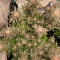 Girl Scout Cookies (BlimBurn Seeds) Cannabis-Samen zu verkaufen