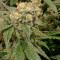 Kaufe Kush Mintz Samen feminisiert von Barney's Farm