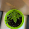 Kaufe Grandmommy Purple Samen feminisiert von Herbies Seeds