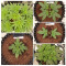 Kaufe Runtz Punch Samen feminisiert von Herbies Seeds