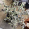 Dos Si Dos 33 (Barney's Farm) Cannabis-Samen zu verkaufen