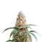 Amnesia Haze XL (Zambeza Seeds) Cannabis-Samen