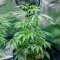 Automatic (Big Buddha Seeds) Cannabis-Samen