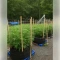 Fat Bastard (Blimburn Seeds)