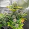 Forgotten Cookies Auto (Mephisto Genetics) Cannabis-Samen