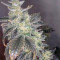 Golosa (Delicious Seeds) Cannabis-Samen