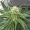 Humboldt Headband feminisierte Samen (Humboldt Seed Company)