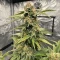 Hybrid X (Cream of the Crop Seeds) Cannabis-Samen