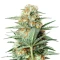 Mamba Negra / Black Mamba (BlimBurn Seeds) Cannabis-Samen