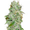 Original Juan Herer (Delicious Seeds) Cannabis-Samen