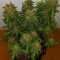 Stardawg (Blackskull Seeds) Cannabis-Samen