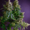 Strawberry Lemonade feminisierte Samen (Barney’s Farm)