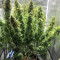 Super Lemon Haze (GHS)