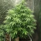 The Magician (De Sjamaan Seeds) Cannabis-Samen