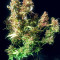 Z Auto (Fast Buds) Cannabis-Samen