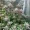 Z (Big Head Seeds) Cannabis-Samen