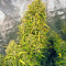 Think Different Auto (Dutch Passion) Cannabis-Samen