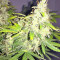 Amnesia (Seedstockers) Cannabis-Samen